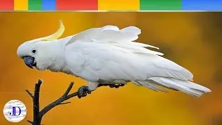 Top 5 Beautifully Crowned Birds | Part 1