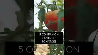 5 companion plants to plant with your tomatoes this year!     #garden #gardening #tomatoes #planting
