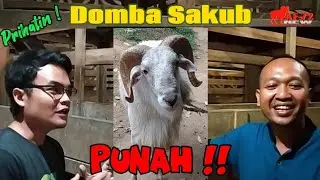REVIEW DOMBA SAKUB SUPER Di Kandang JAWARA FARM