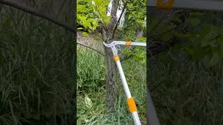 We Pruned a Pear Tree #pruningtechniques #pruning #asmrsound #satisfyingvideo #asmrvideo #pear #asmr