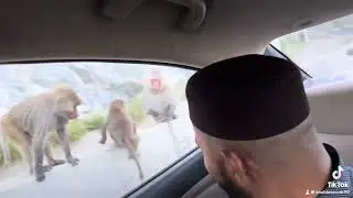 Monkeys in Al Hada…. Please like and subscribe