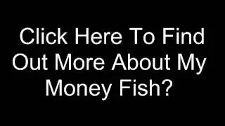 My Money Fish: #1 Way To Promote And Boost Web Traffic