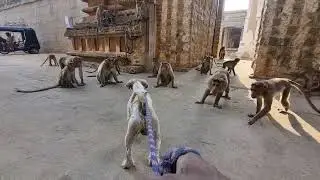 Monkeys was getting friend with my dog my dog was caring monkeys this is viral video