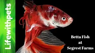 Betta Fish at Segrest Farms