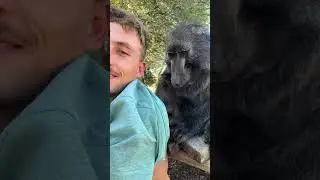 a BABOON massage parlour!