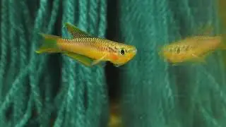 Chromaphyosemion splendopleure, Penda Mboko