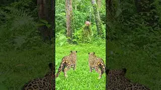 Tiger Leopard live  jungle.suddenly attack men #vfx #animals #tiger #shorts #viral #trending #tiktok
