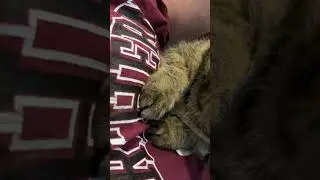 Video of adoptable pet named Rascal