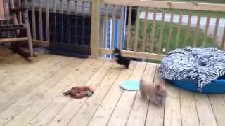 Schnorkie pups 8.5 wks old