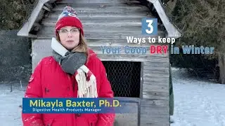 Three Ways to Keep Your Chicken Coop Dry