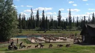 Iditarod Champion Sled Dogs