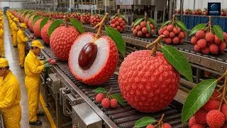 Inside a Modern Lychee Factory: From Hyperspectral Sorting to Vacuum-Dried Perfection (Full Process)