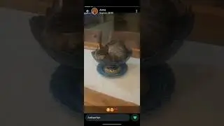 kedi😍 #keşfet #sweet #cat #viral #video