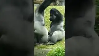 Silverback's Lunch Ruined by Baby and Wife