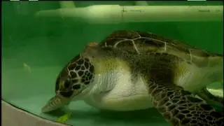 Sea Turtle Recovery Facility - Charleston, SC