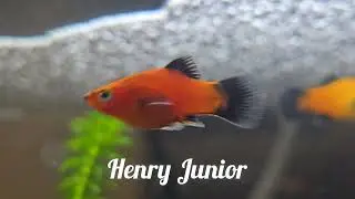 My Flippin Fish