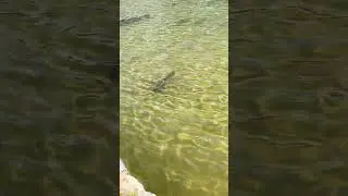 Large carp swimming in pool in the park of Schloss Nymphenberg, Munich