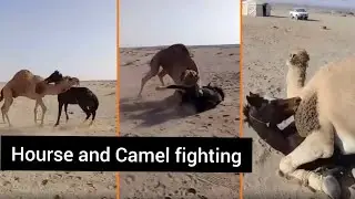 Hourse and Camel thrilling Fighting
