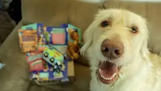 Scooby Doo BarkBox Unboxing! SCOOB BARKBOX