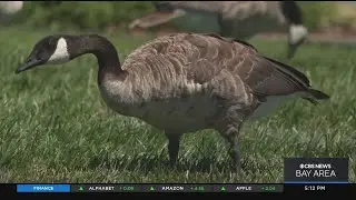 Foster City moves forward with plan to kill some of the geese fouling lagoon waters