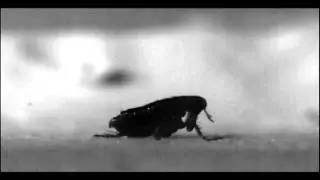 Mystery of how fleas jump resolved