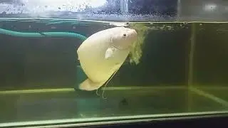 Giant Gourami Fish Food Feeding 🐠 Please Subscribe ❤️