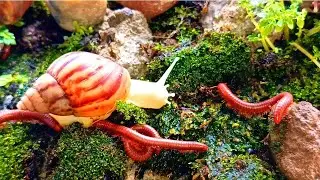 Beyond the Meeting : Long-Term Interactions of Millipedes and Snails​ #insects #MillipedeDocumentary