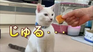 猫でも食べれるパンをあげたらヨダレが止まらない弟猫