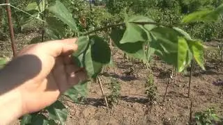 кудранія проситься в сад