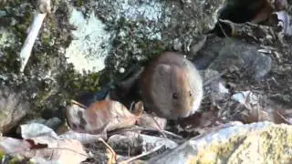red-backed vole eats seeds