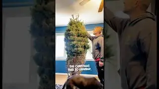 Их папа не смог поставить рождественскую елку 😂