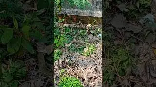 spotted Monitor Lizard, ഉടുമ്പ്, near kottayam railway station,