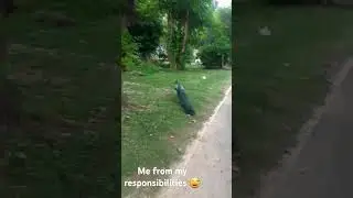 my responsibilities are afraid from me 😂 #shorts #peacock #funnyvideo #funny #airforcebrats