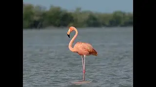 WILD AMERICAN FLAMINGOS IN FLORIDA!