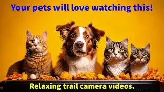 Relaxing Trail Camera Moments: Soothing Nature Sounds for Pets & People