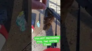 THE UGLIEST SALTWATER FISH! THE OYSTER TOAD!