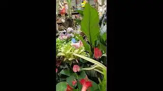 wikanda poo Videos #25
