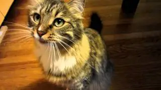 My cat loves popcorn