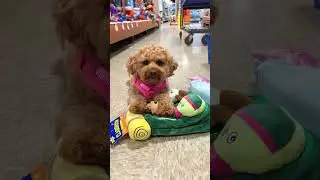 I love shopping at @petsmart! #cutedog #shopping #petsmart