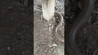SNAKE #greece #snake #summer #trip