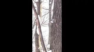 Eurasian Nuthatch - Ninja on Tree Trunk