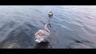 Message to politicians from Cygnets #bluegreenalgae #nature #readlabels #sea