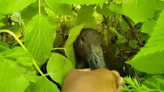 Indian Runner Duck Nesting In The Permaculture Food Forest