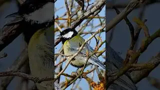 Great tit call Kj&oslash;ttmeis sang Kohlmeise gesang Koolmees geluid Bogatka śpiew Cinciallegra #shorts