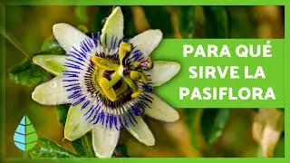 7 BENEFICIOS de la PASIFLORA como Planta Medicinal🪻✅ | Para Qu&eacute; Sirve y C&oacute;mo Tomarla