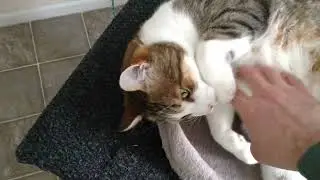 My Cats!!!!!