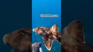 Спасение двух акул Порт-Джексона #СпасениеАкул #СпасениеМорскихСпасений #СпасениеДикойПрироды #Ак...