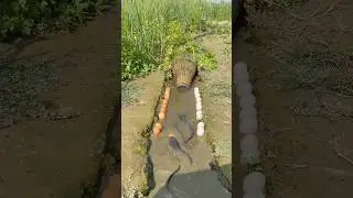 Traditional fishing method with bamboo trap ￼05 #shortsviral #amazing