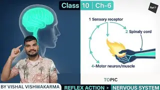 Control & Coordination Part-1: Nervous System, Brain & Reflex Action Explained Super Easily!#biology