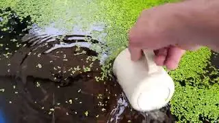 TRATAMENTO PREVENTIVO DE PRIMAVERA TERRAMICINA, DICAS DE MANEJO GUPPYS LINDOS. 🤠👍🦈🇧🇷